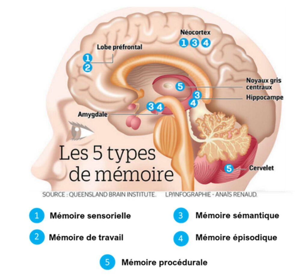 Les types de mémoire sciences cognitives révisions du bac